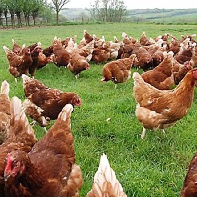 Poultry Breeding